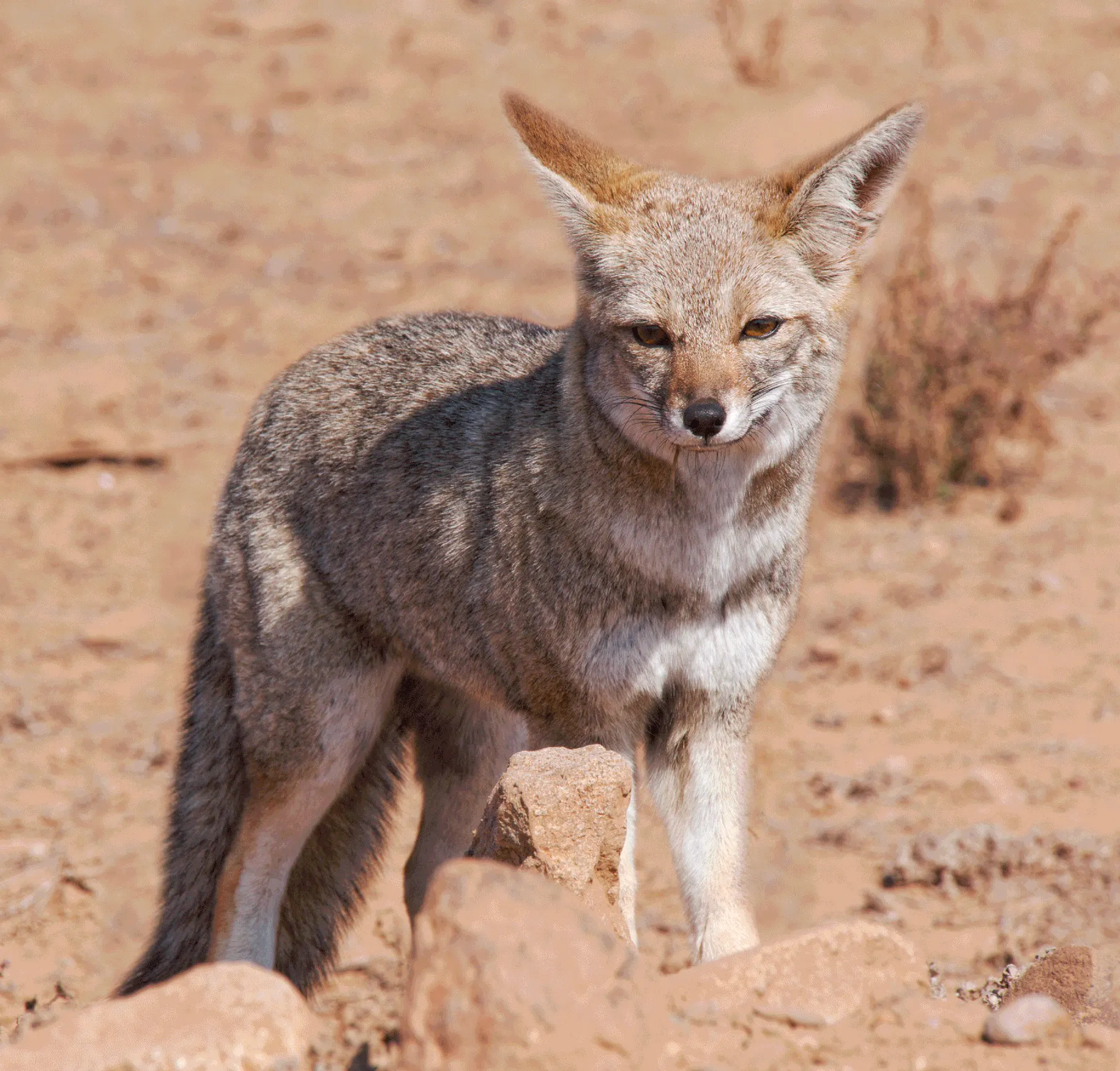 animales.webp