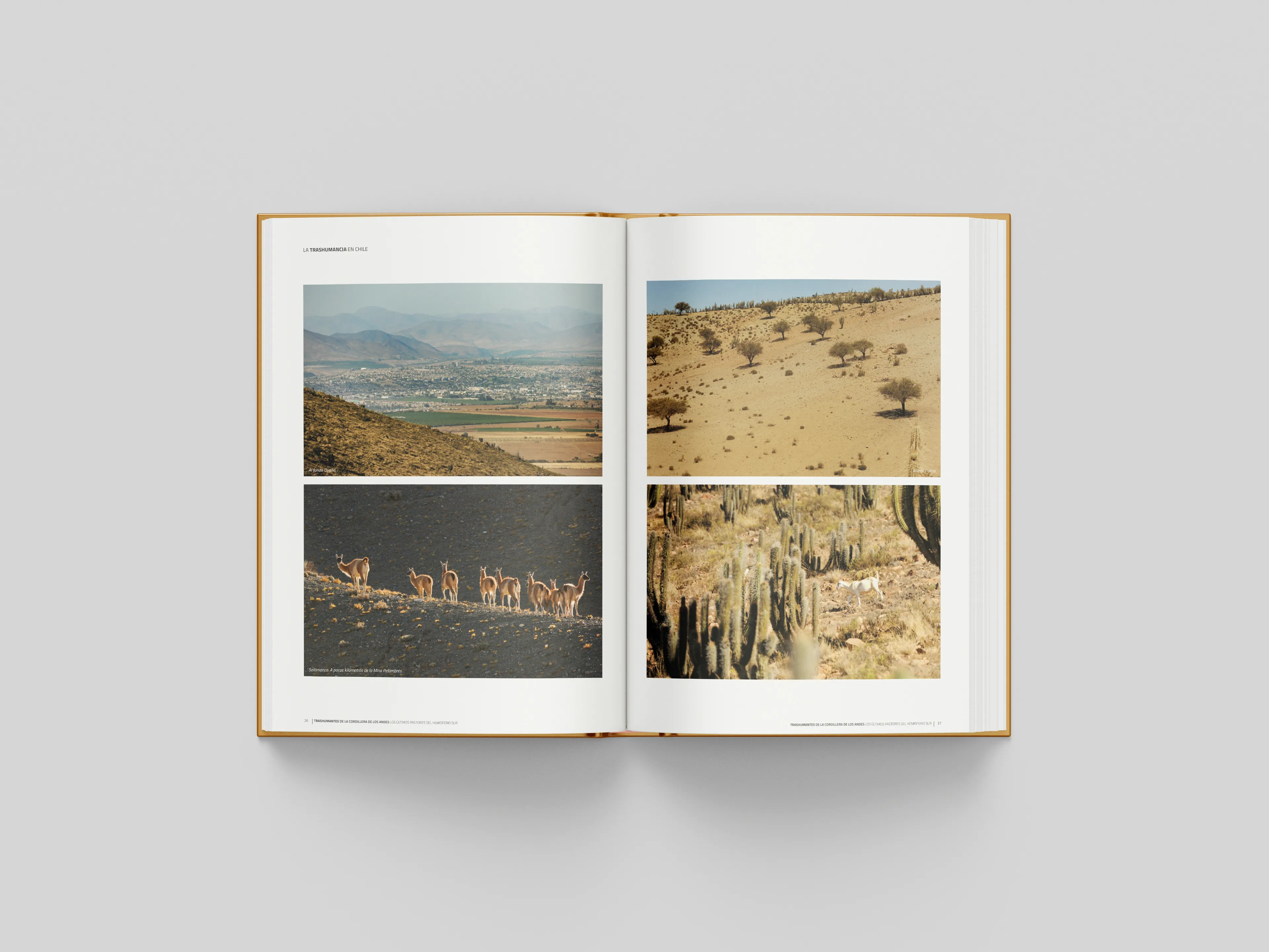 03libro2.webp